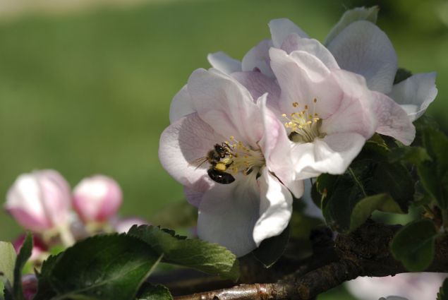 Leckere Pollen ziehen die Bestäuber zu den Apfelblüten